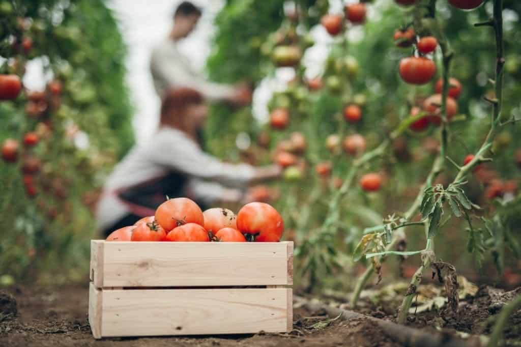 erp industria agricola